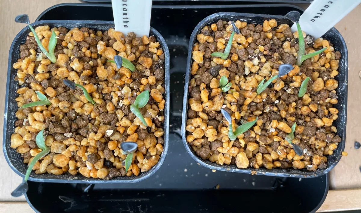 Agave macroacantha (アガベ マクロアカンサ 八荒殿)