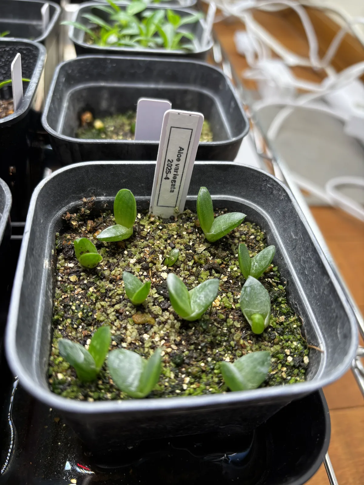 Aloe variegata Chiyoda Nishiki (アロエ 千代田錦)