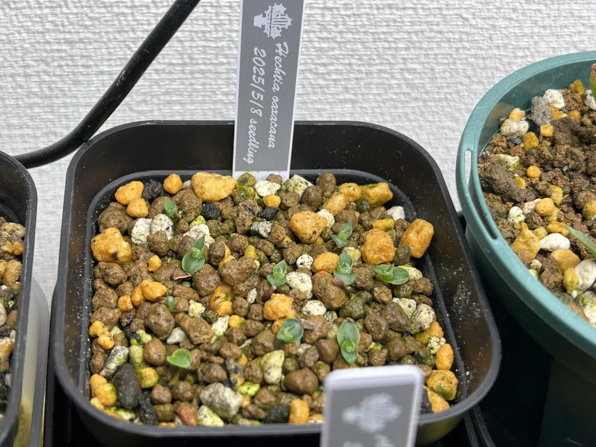 Hechtia oaxacana (ヘクチア オアハカーナ)