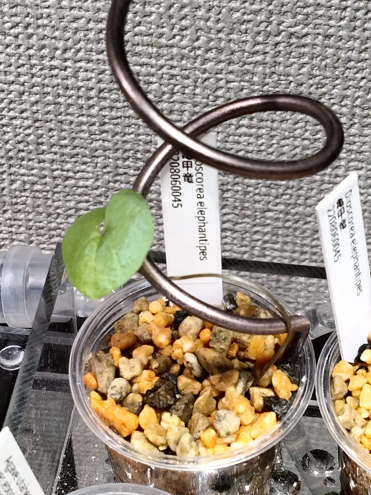 Dioscorea elephantipes (ディオスコレア エレファンティペス アフリカ亀甲竜)