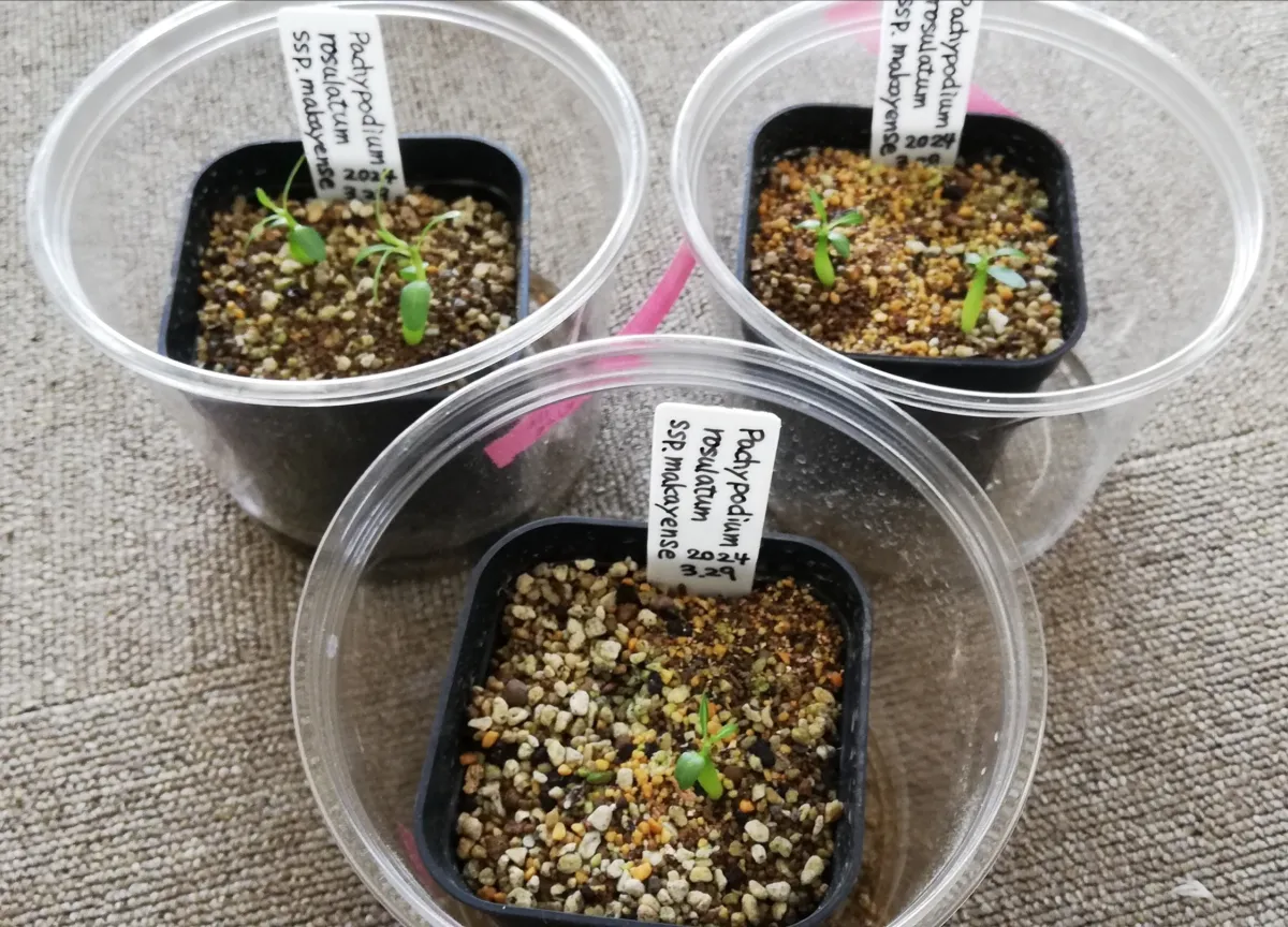 Pachypodium rosulatum subsp. makayense (パキポディウム マカイエンセ)