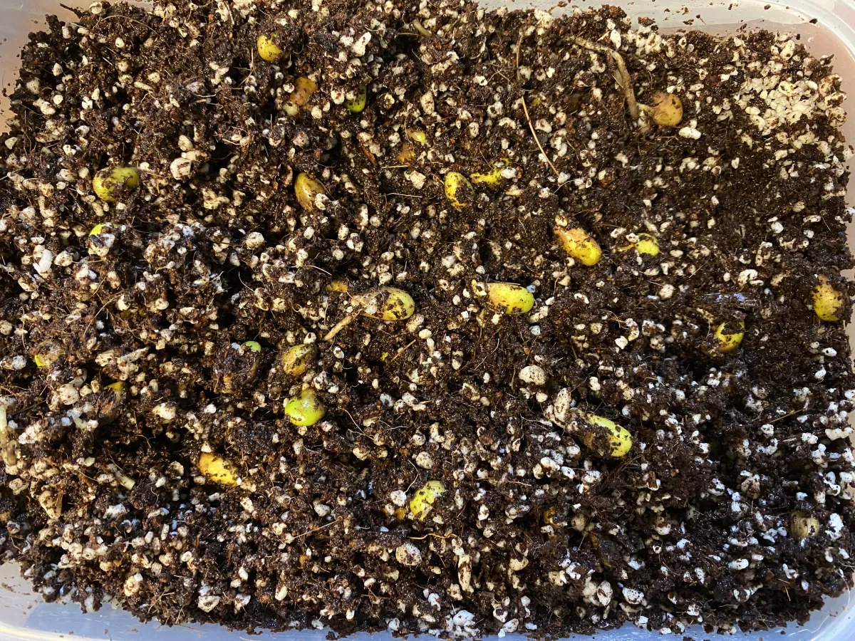 Monstera deliciosa Tauerii (モンステラ タウエリー)