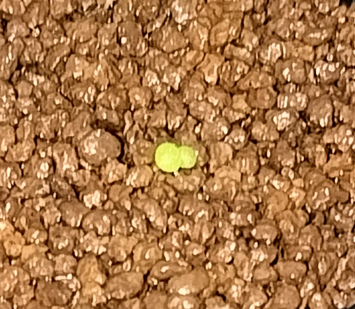 Tylecodon reticulatus subsp. reticulatus (ティレコドン レティクラタス)