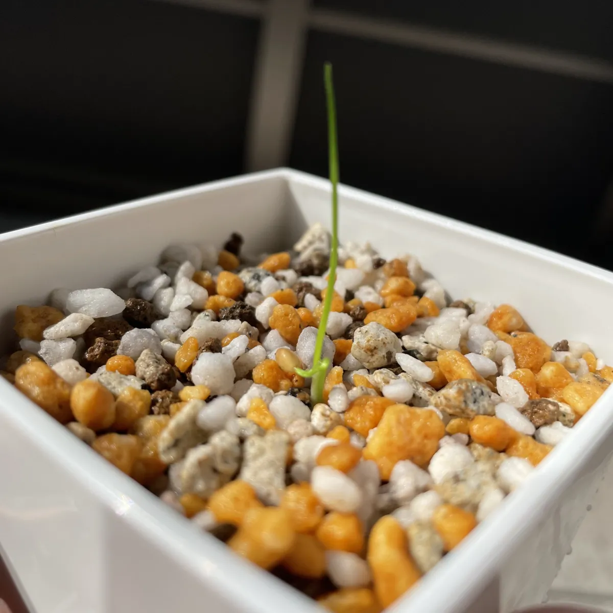 Dasylirion durangense (ダシリリオン ドランゲンセ)