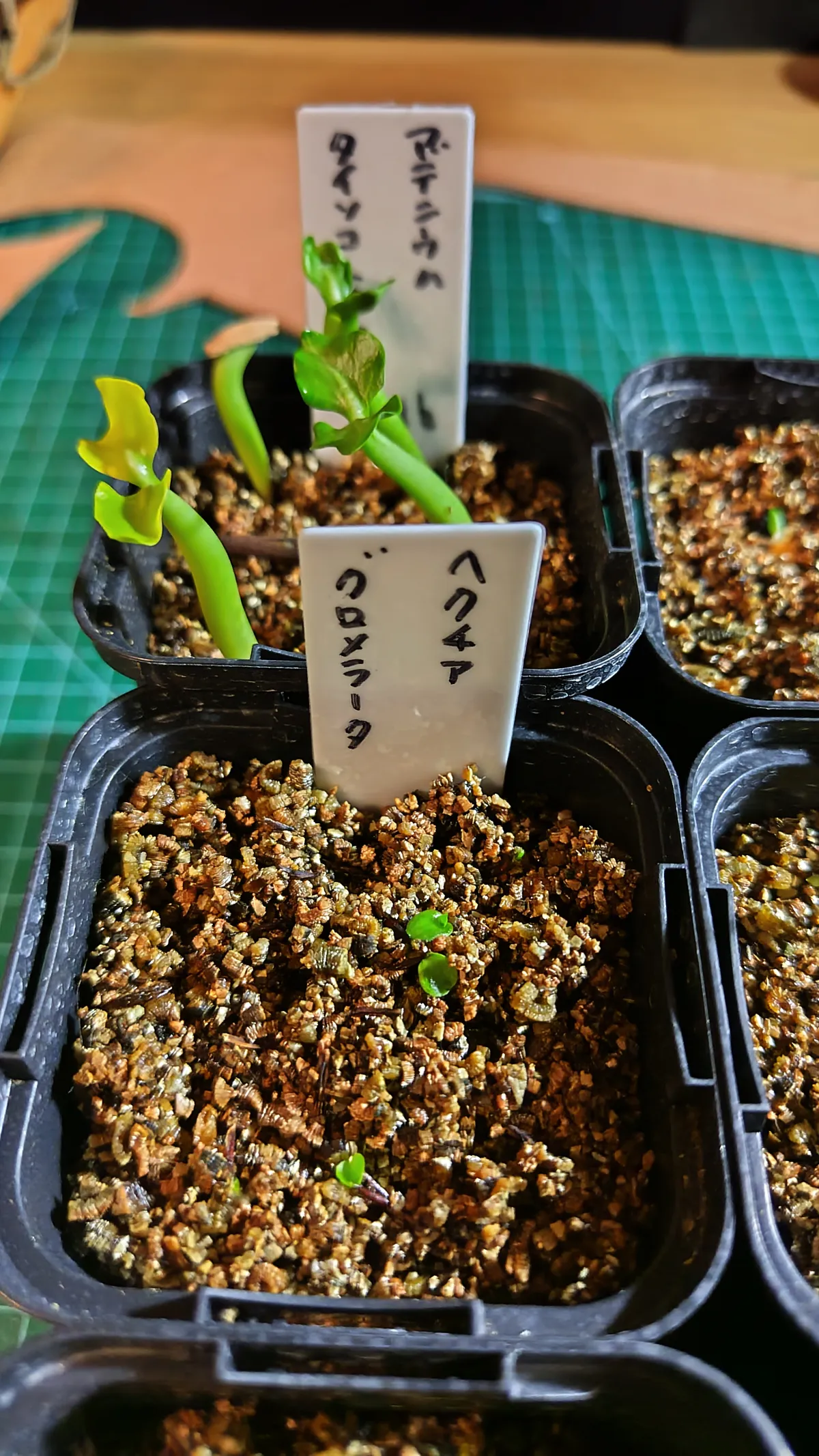 Hechtia glomerata (ヘクチア グロメラータ)