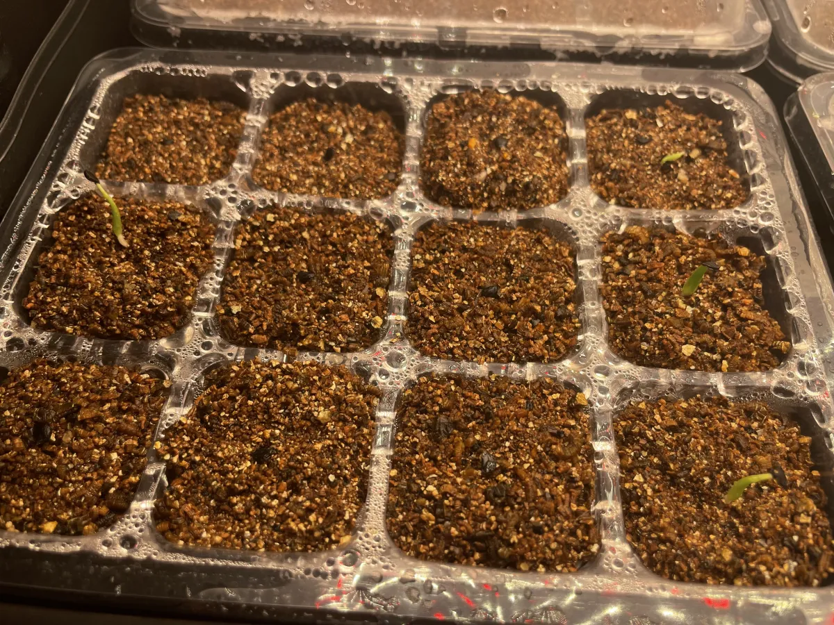 Agave utahensis var. eborispina (アガベ エボリスピナ)