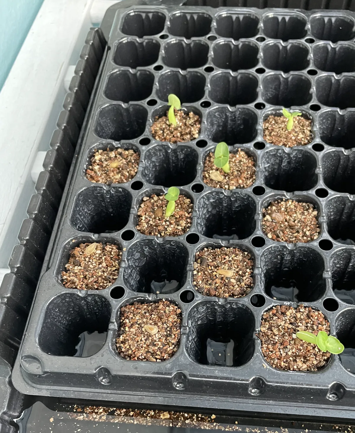 Fockea edulis (フォッケア 火星人)