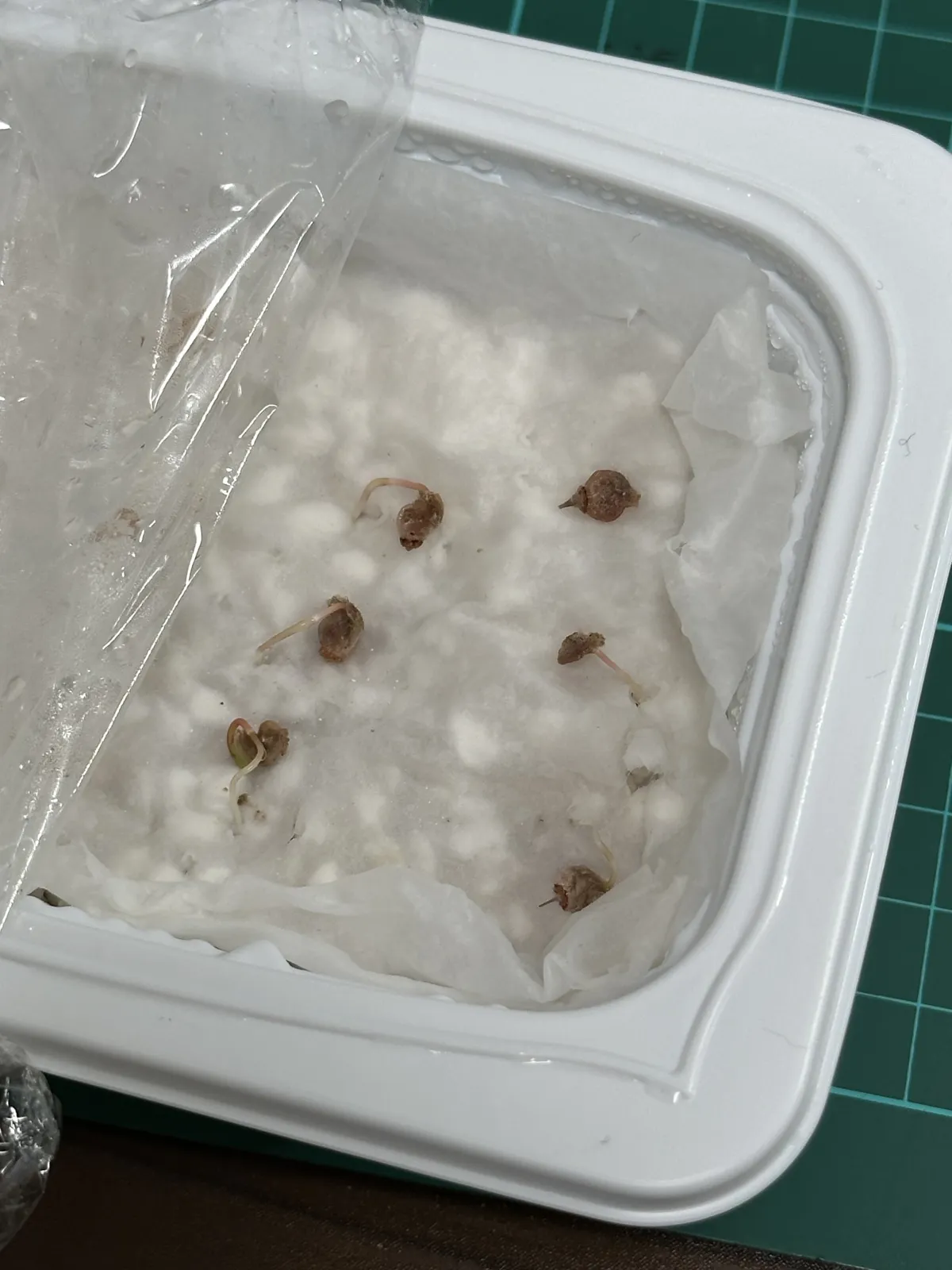 Pachycormus discolor (パキコルムス ディスカラー)