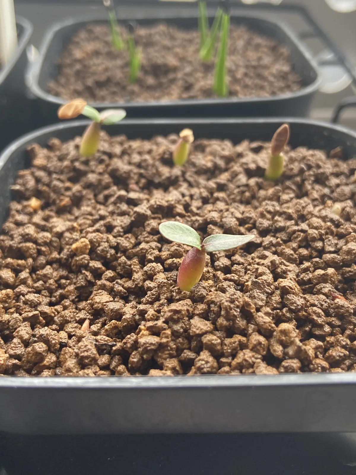 Pachypodium rosulatum var. gracilius (パキポディウム グラキリス)