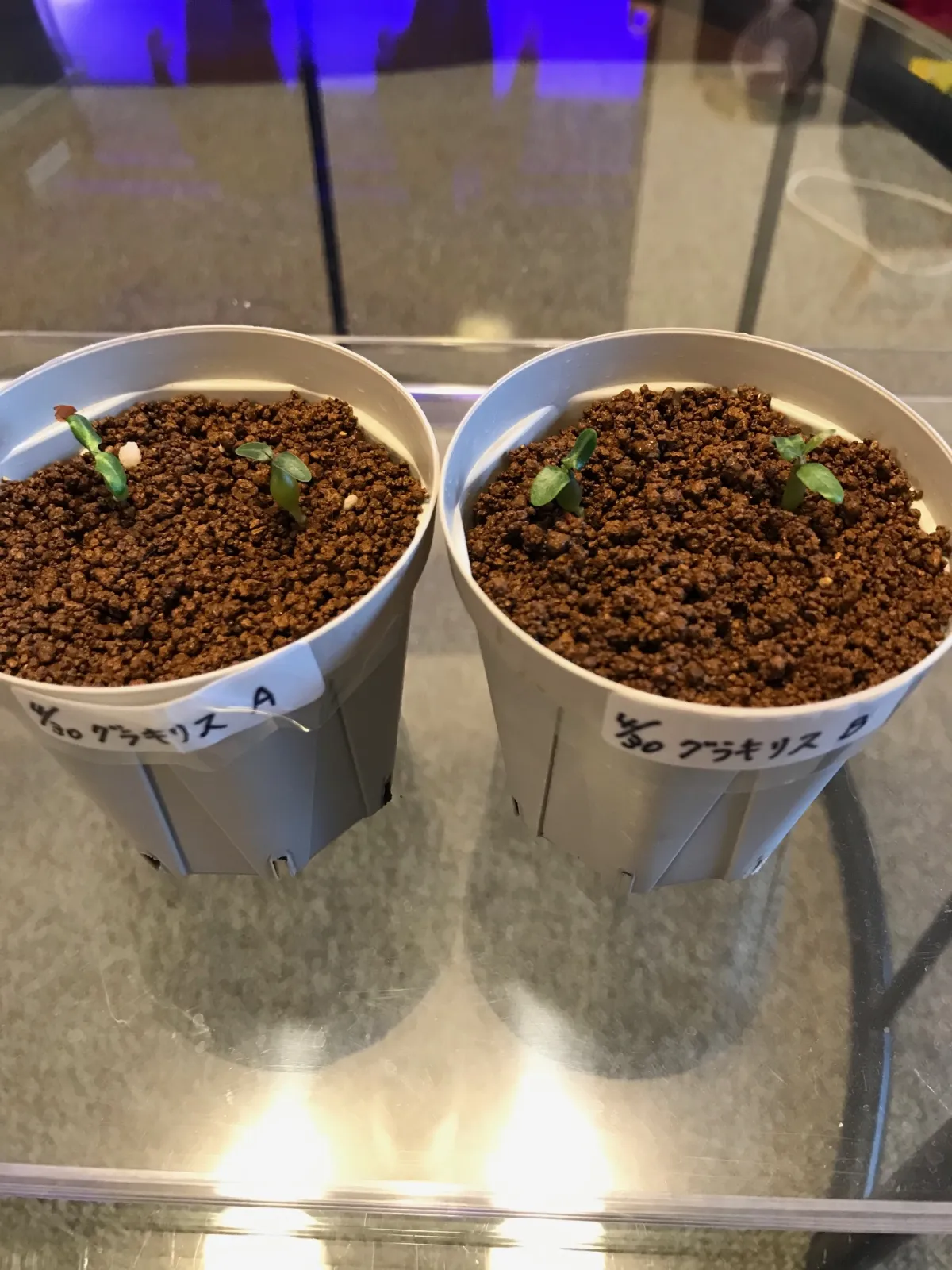 Pachypodium rosulatum var. gracilius (パキポディウム グラキリス)