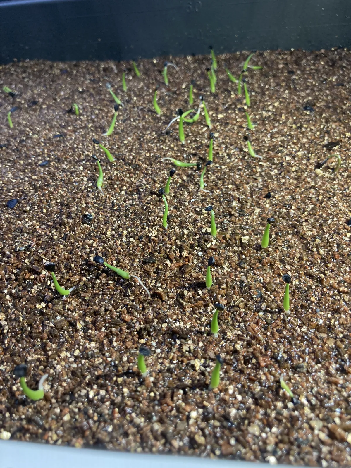 Agave utahensis var. eborispina (アガベ エボリスピナ)