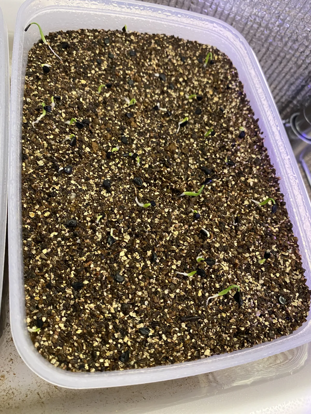 Agave utahensis var. eborispina (アガベ エボリスピナ)