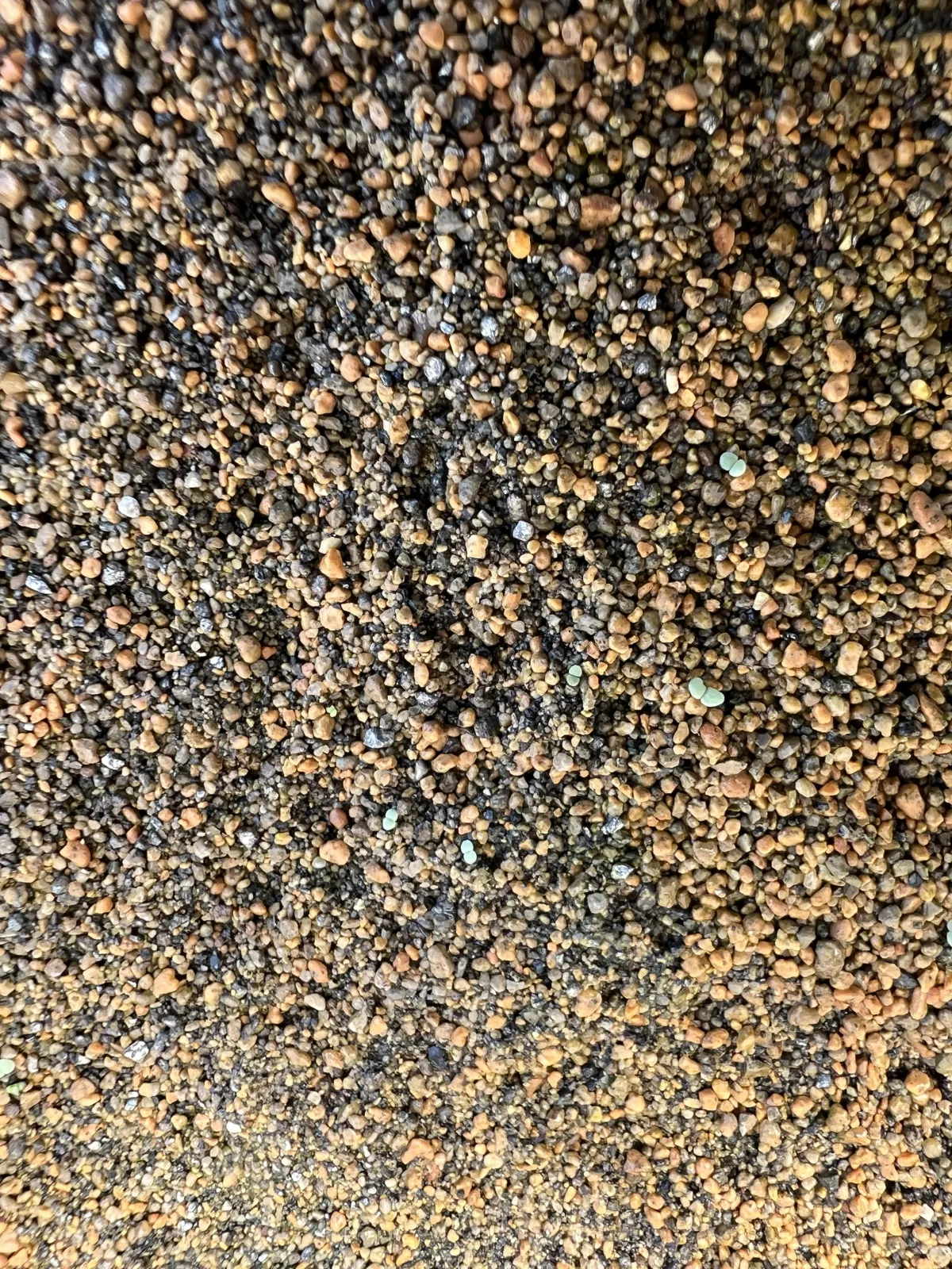 Echeveria cante White Cloud Echeveria (エケベリア カンテ)