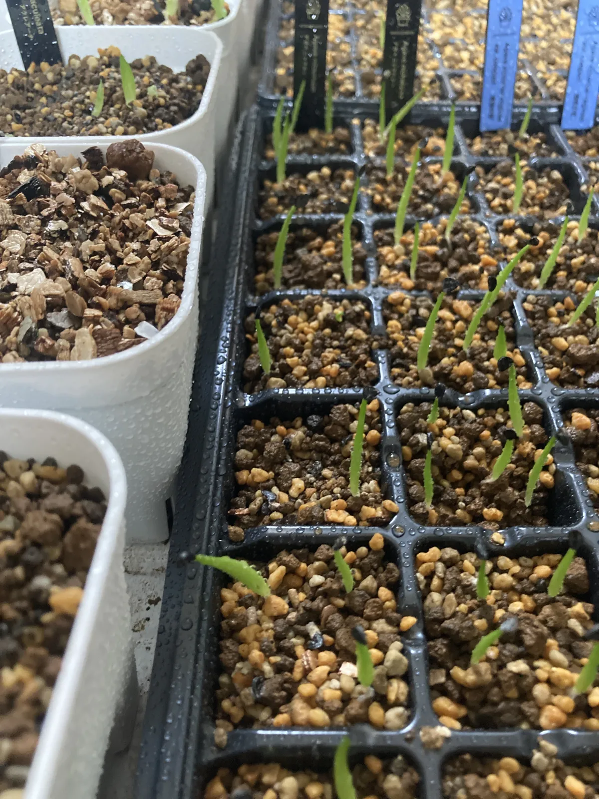 Agave nickelsiae (アガベ ニッケルシー)