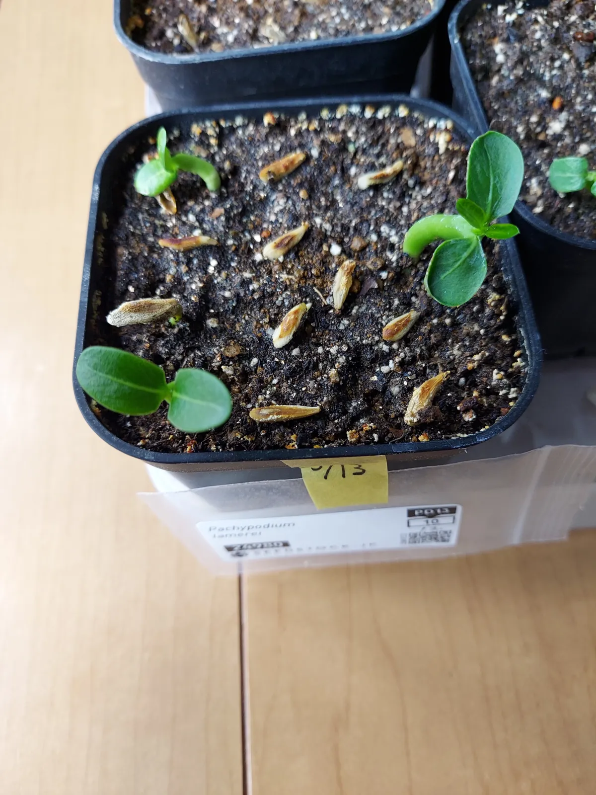 Pachypodium lamerei (パキポディウム ラメレイ 夢叶棒)