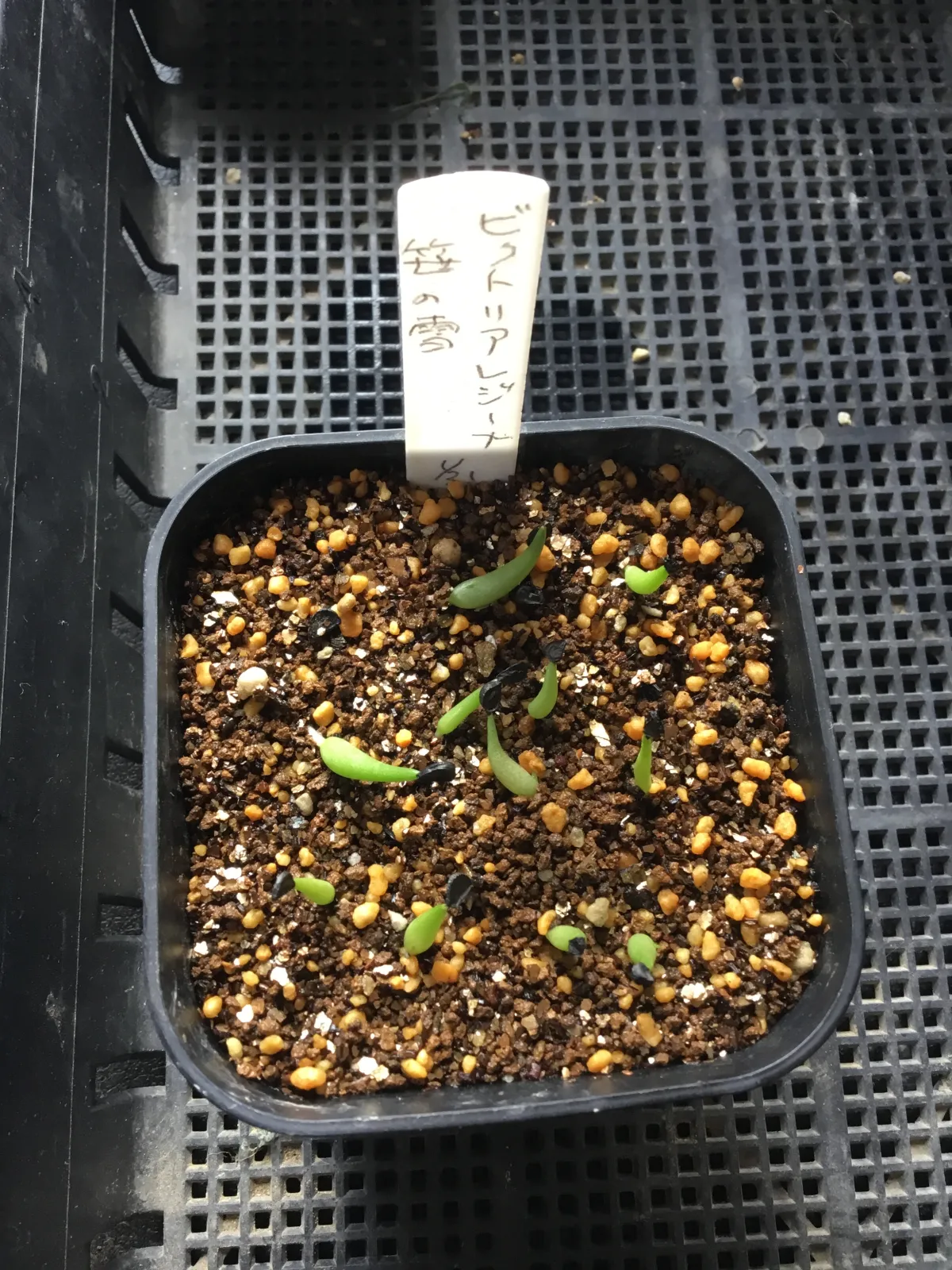 Agave victoriae-reginae (アガベ ビクトリアレジーナエ 笹の雪)