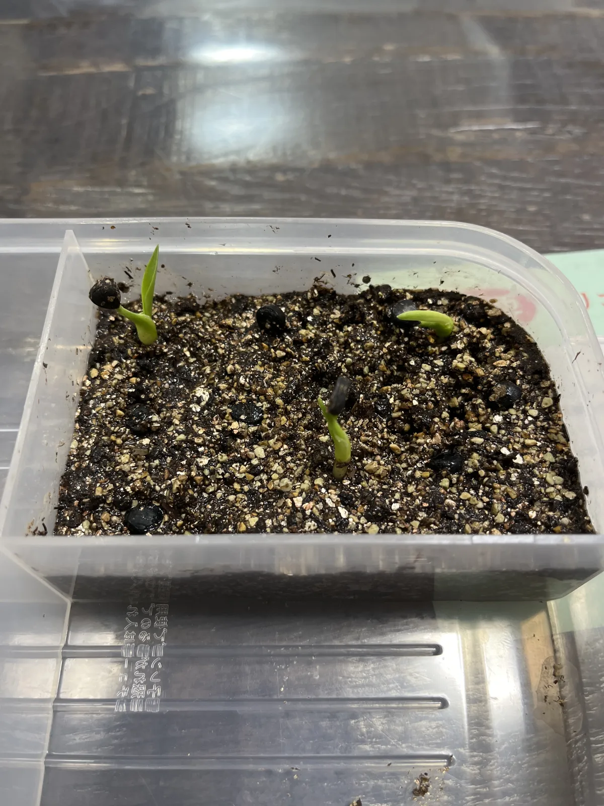 Yucca filifera (ユッカ フィリフェラ)