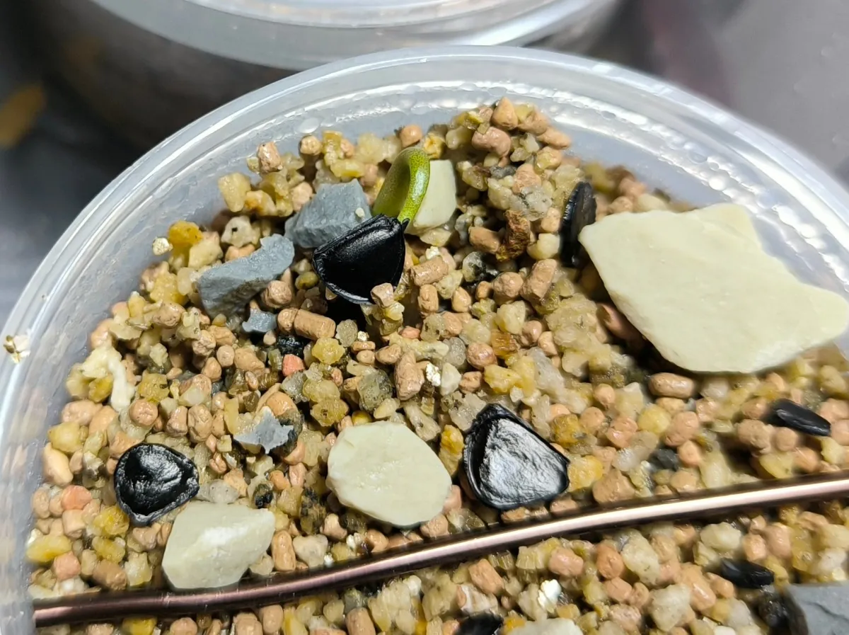 Agave isthmensis (アガベ イシスメンシス)