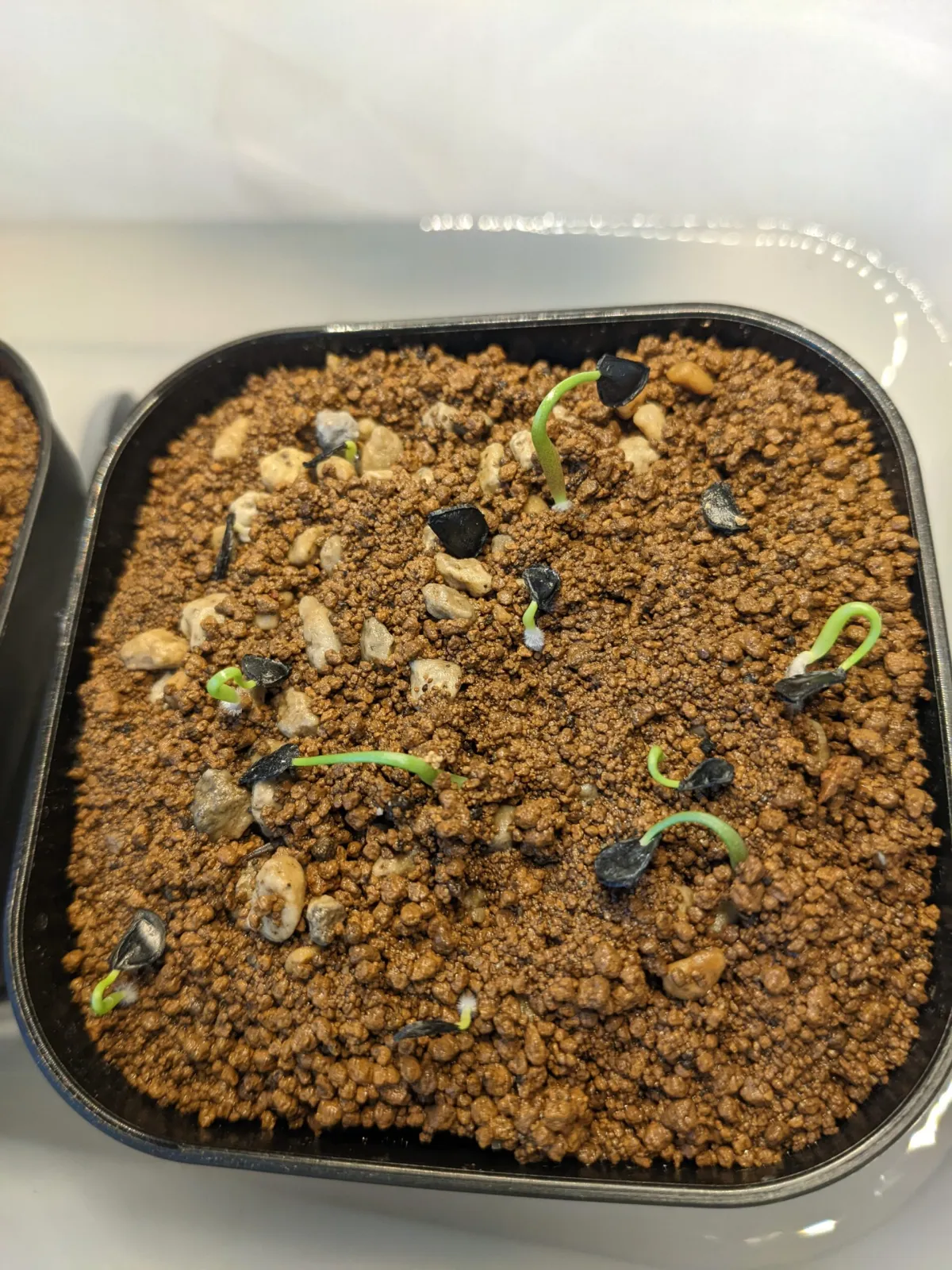 Agave seemanniana (アガベ ピグマエア)