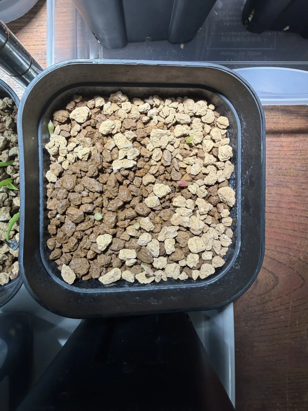 Ferocactus robustus (フェロカクタス ロブスタス)