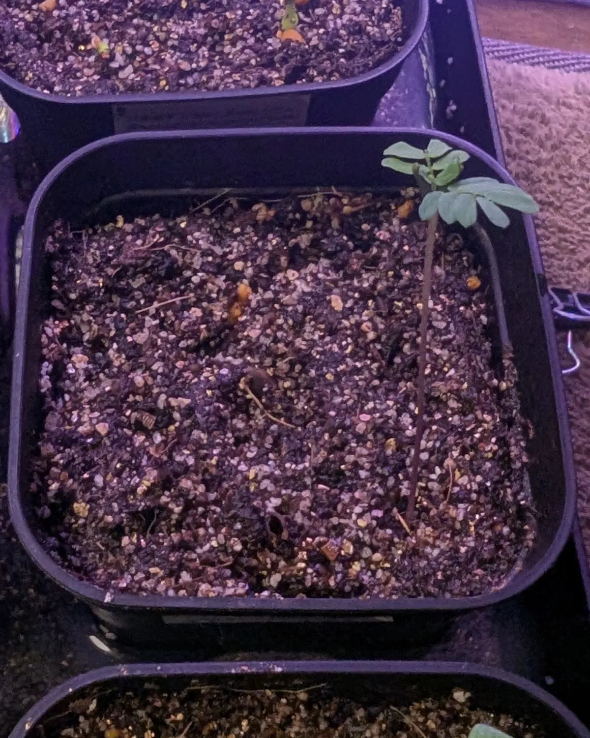 Acacia dealbata (アカシア フサアカシア)