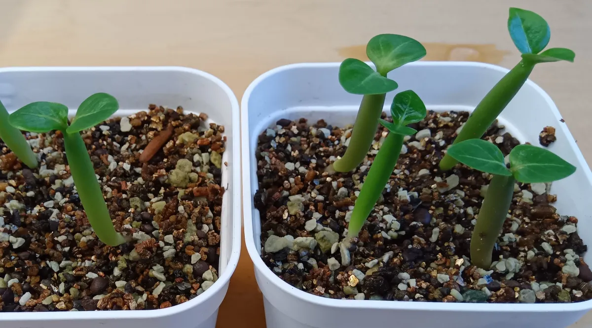 Adenium KHZ black X Black gold crown (アデニウム KHZ black X Black gold crown)