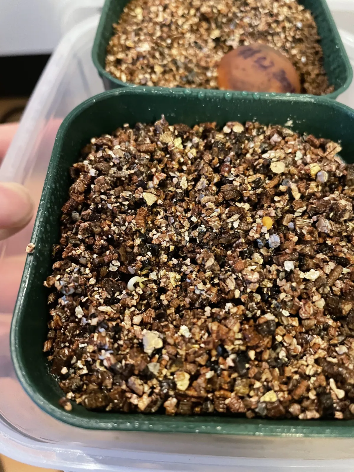 Operculicarya pachypus (オペルクリカリア パキプス)