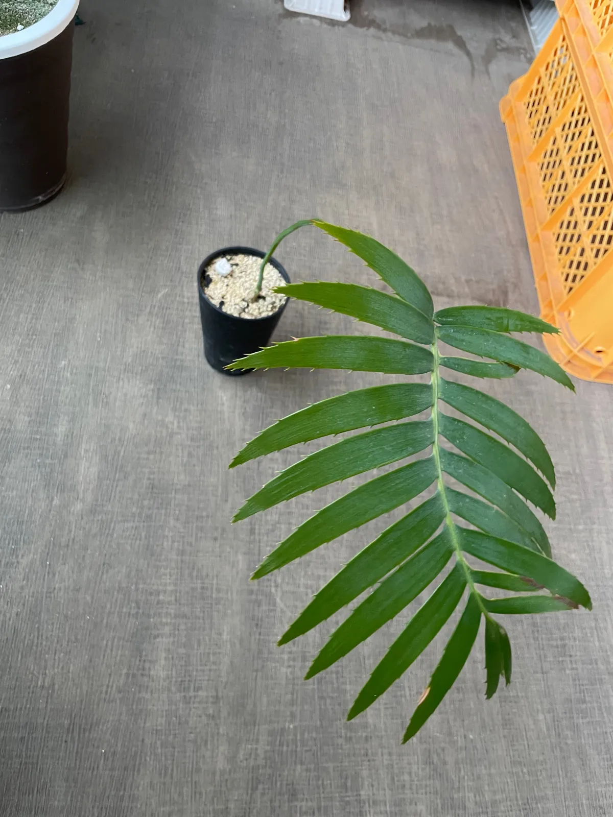 Dioon spinulosum (ディオーン スピヌロサム)