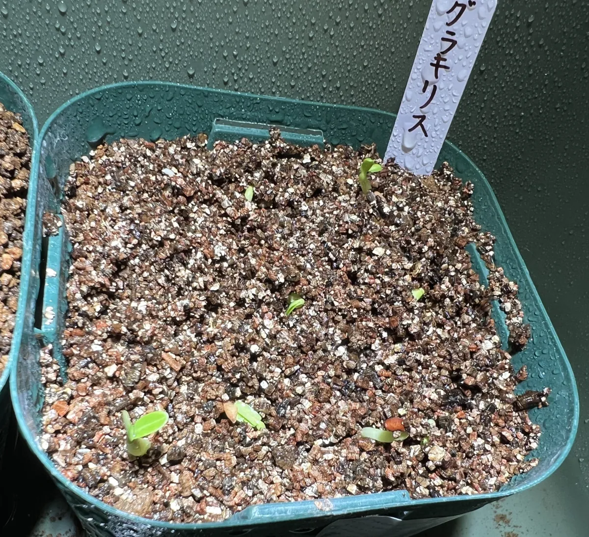 Pachypodium rosulatum var. gracilius (パキポディウム グラキリス)