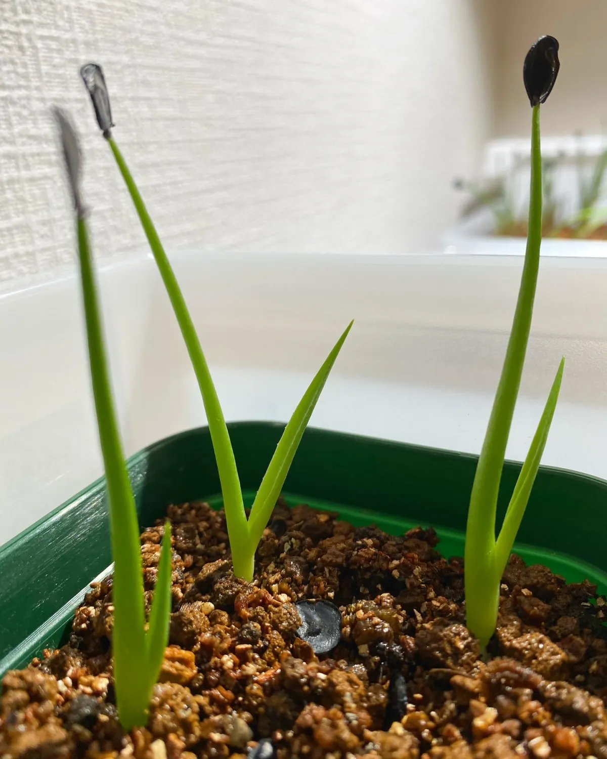 Agave sebastiana (アガベ セバスティアーナ)