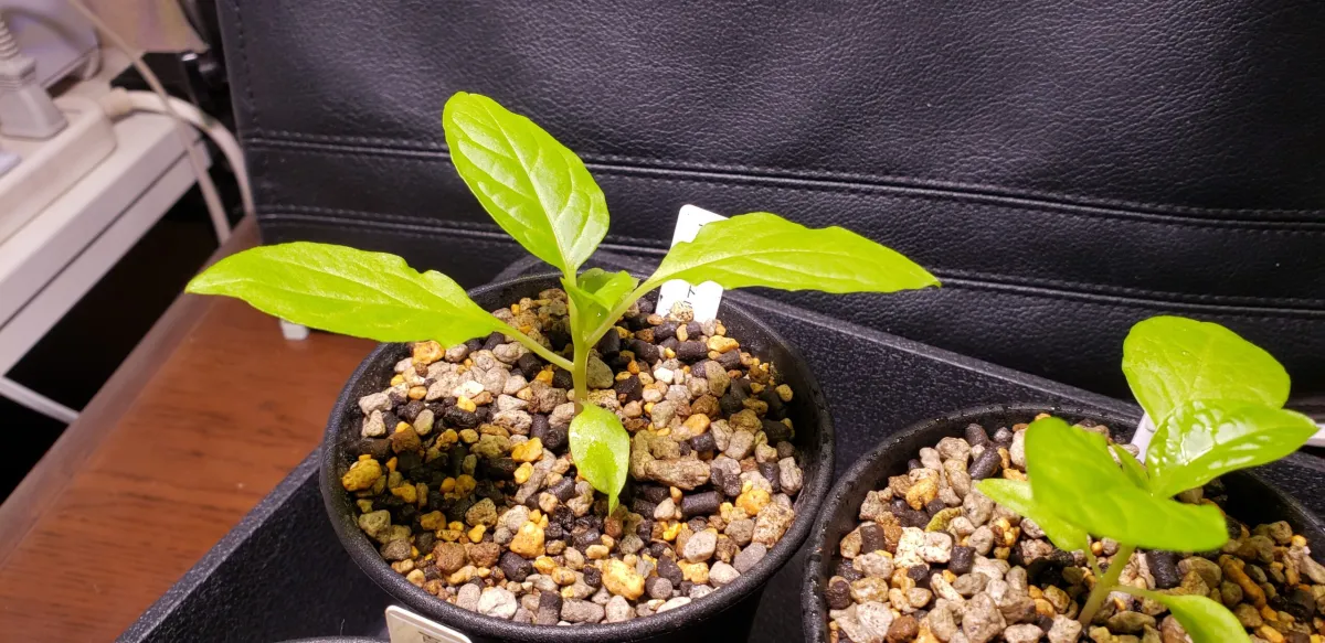 Phytolacca dioica (フィトラッカ ディオイカ)