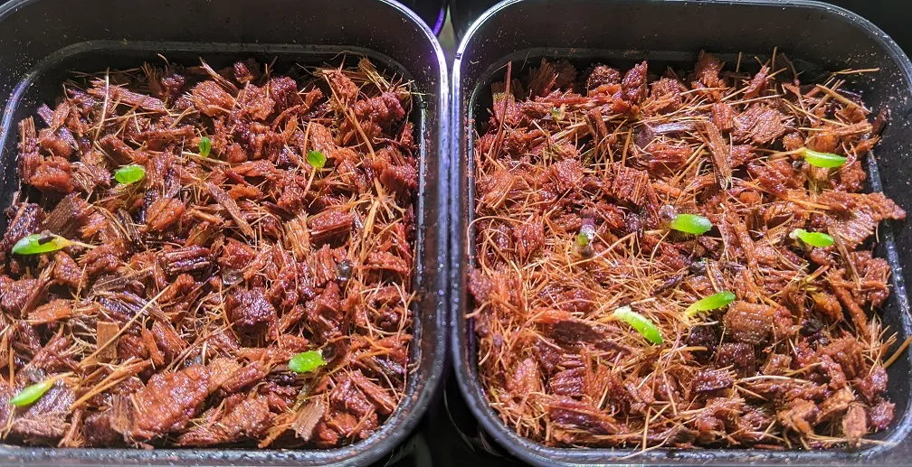 Haworthia pumila (ハオルチア プミラ)