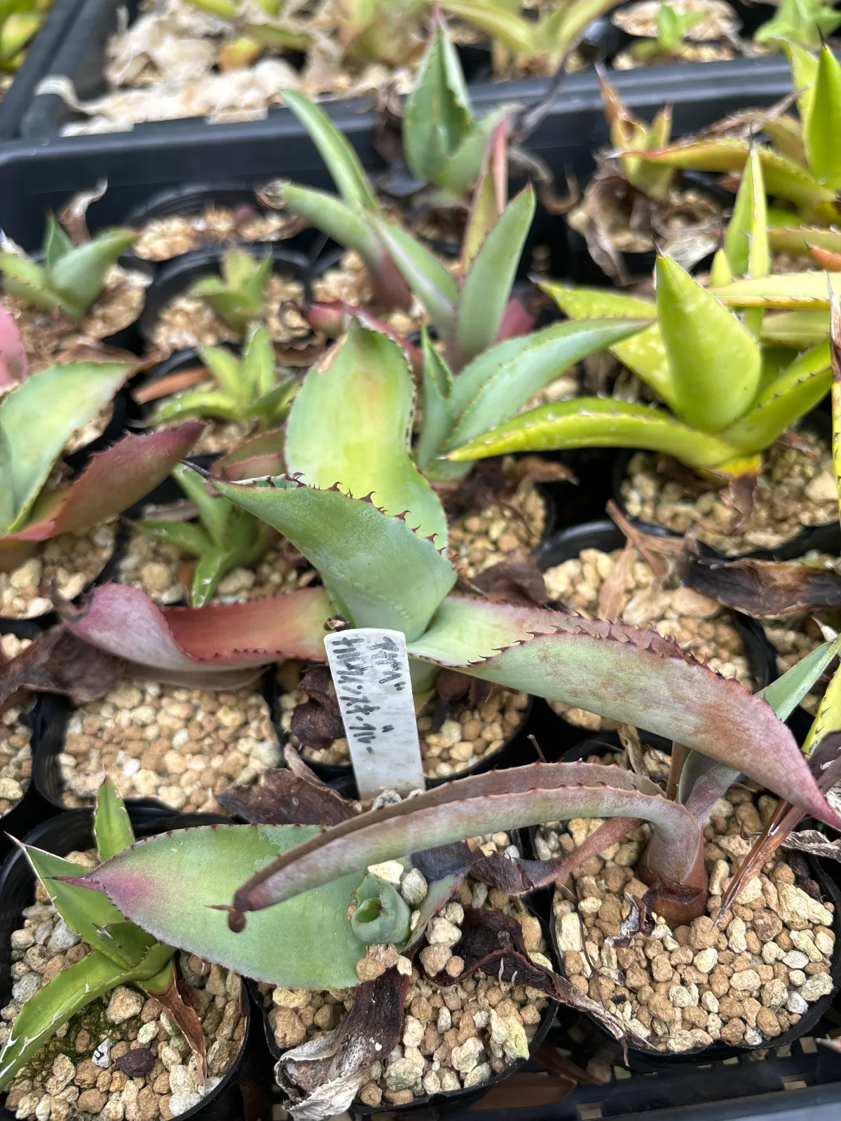 種子] アガベ カルウィンスキー Agave karwinskii｜多肉植物 実生 タネ