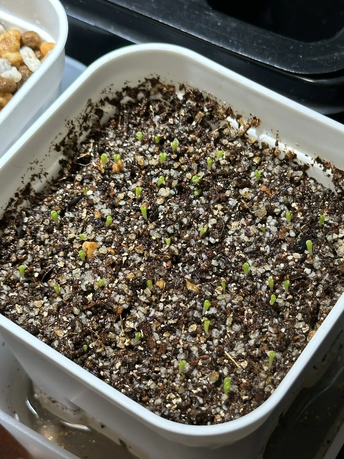 Lithops optica Rubra (リトープス 紅大内玉)