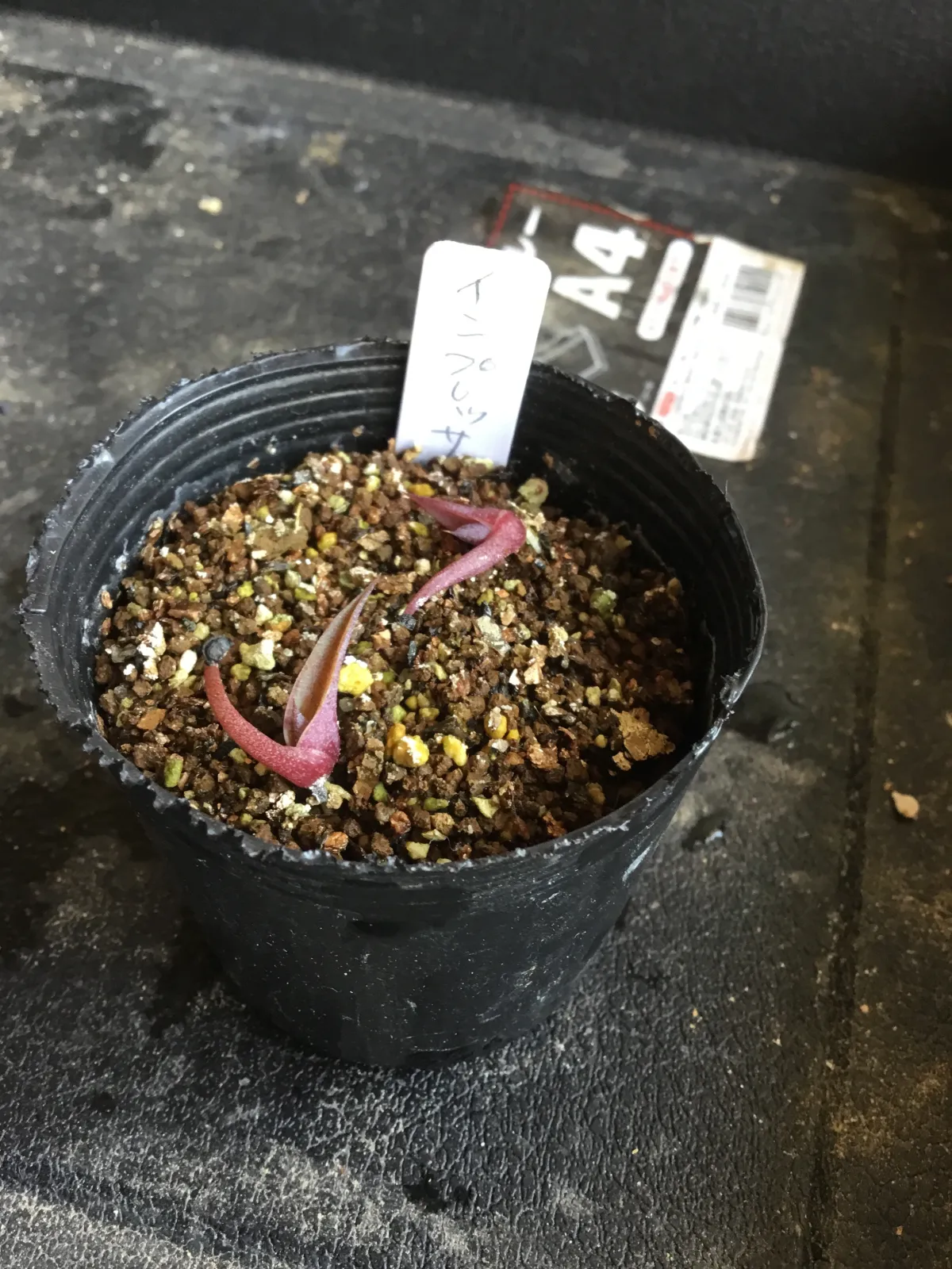 Agave impressa (アガベ インプレッサ)