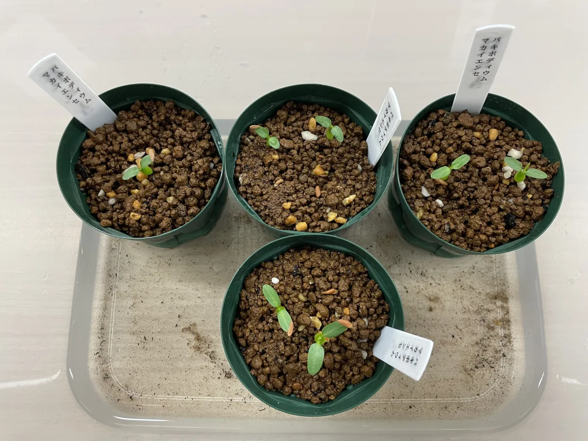 Pachypodium rosulatum subsp. makayense (パキポディウム マカイエンセ)