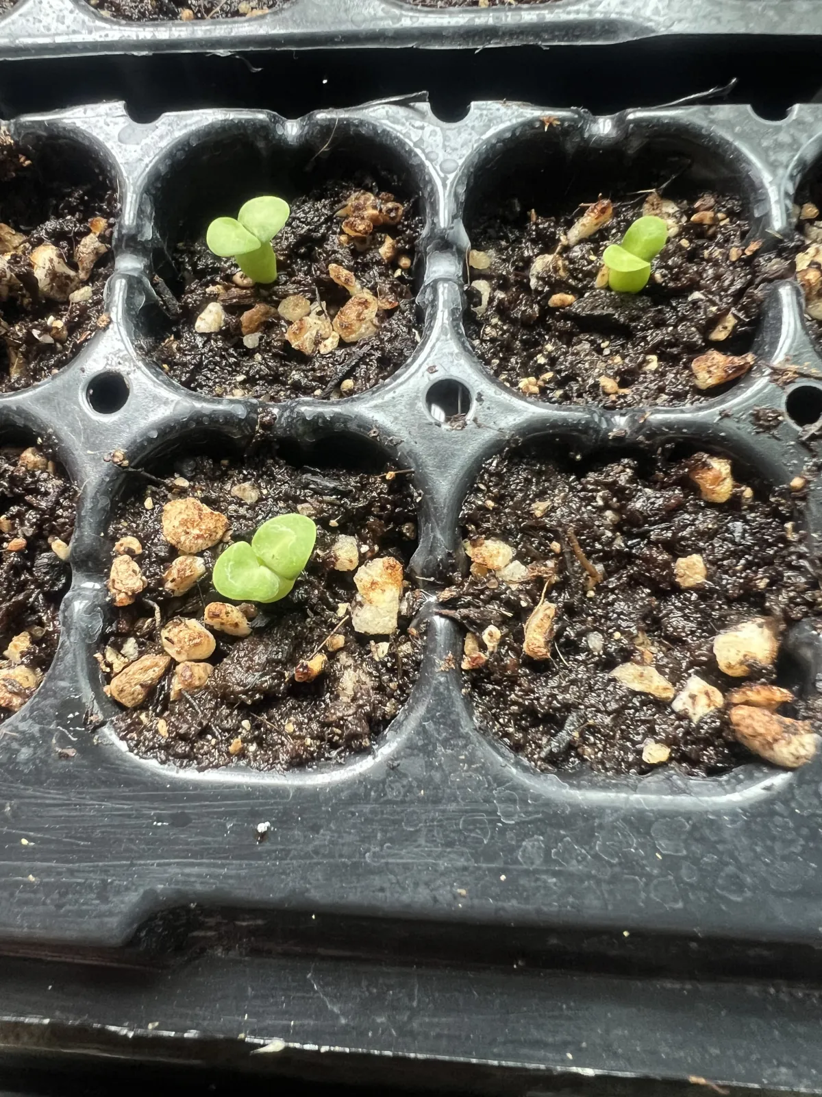 Pachypodium bispinosum (パキポディウム ビスピノーサム)