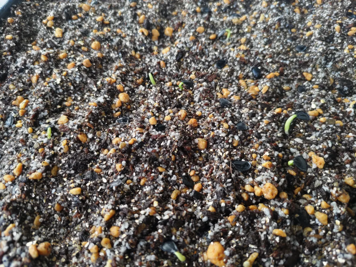 Agave montana (アガベ モンタナ)