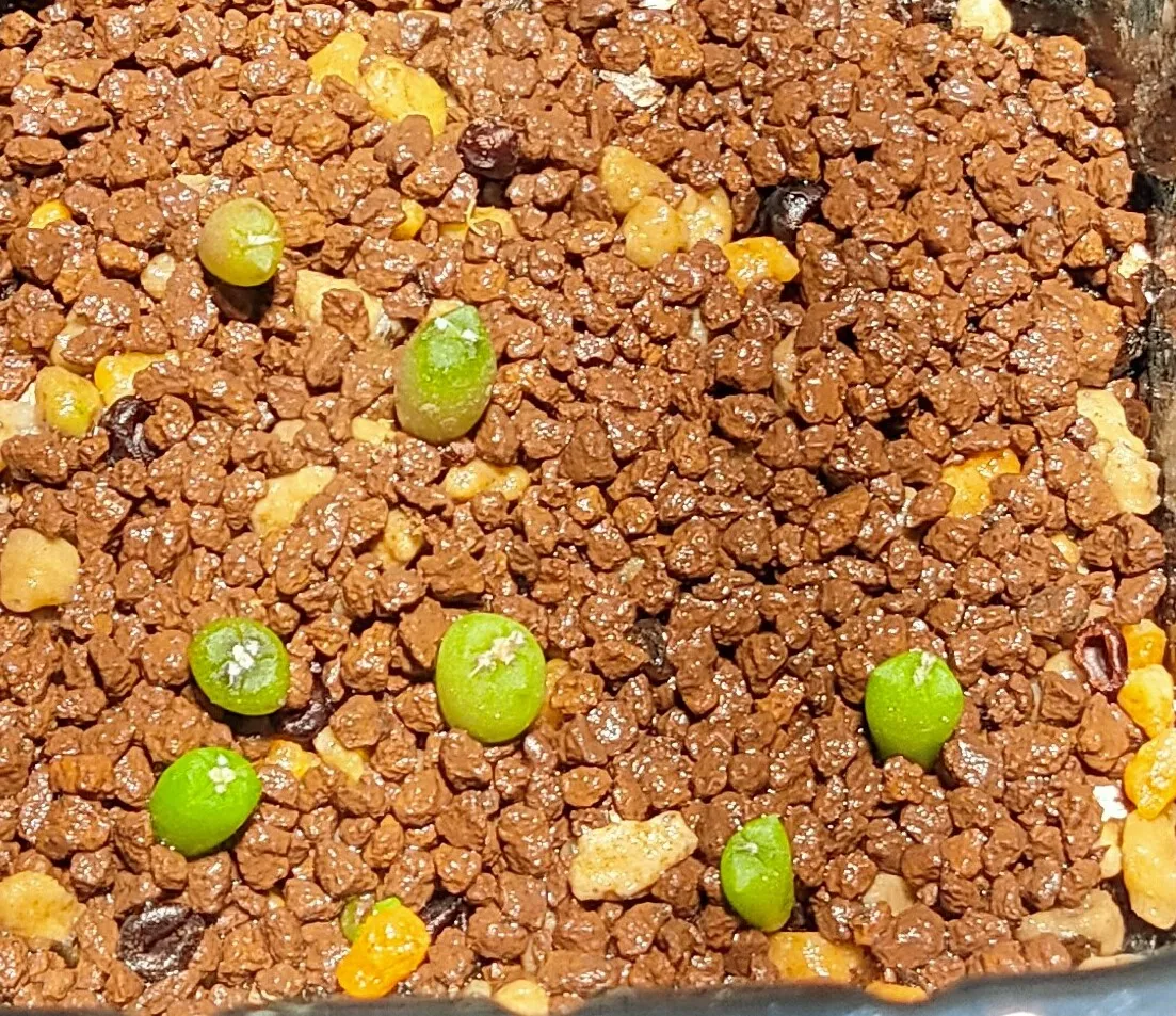 Astrophytum asterias (アストロフィツム ゴンザレス)