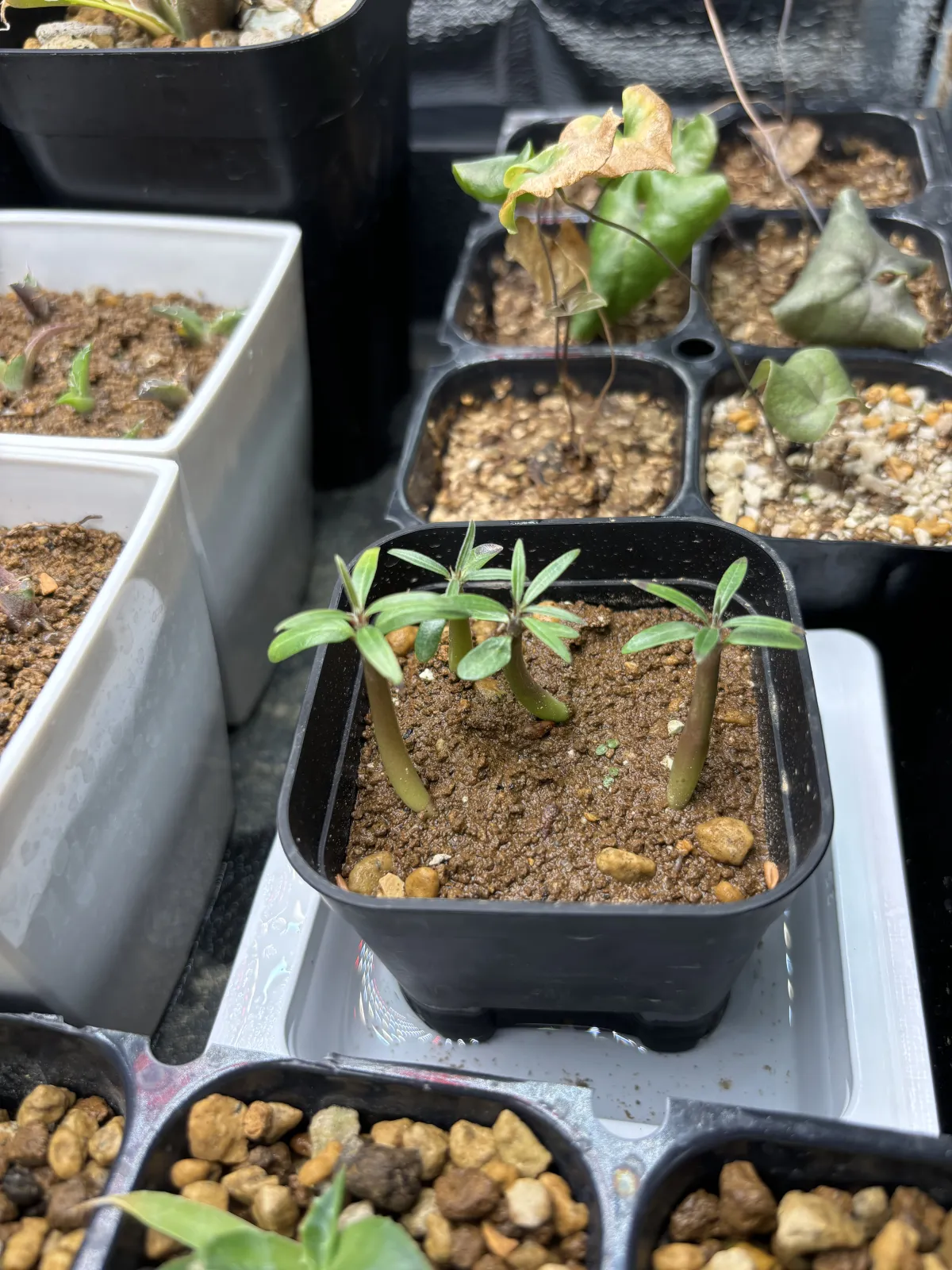 Pachypodium rosulatum var. gracilius (パキポディウム グラキリス)