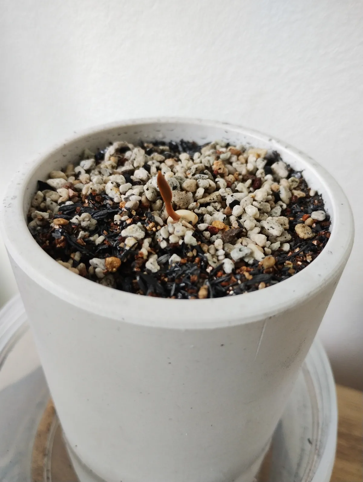 [無料種子/発芽難ロット] ウェルウィッチア ミラビリス 奇想天外 Welwitschia mirabilis