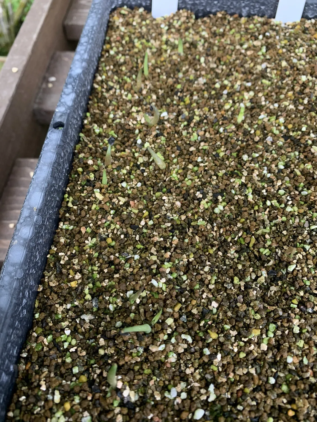 Agave titanota 'Blue' (アガベ チタノタブルー)