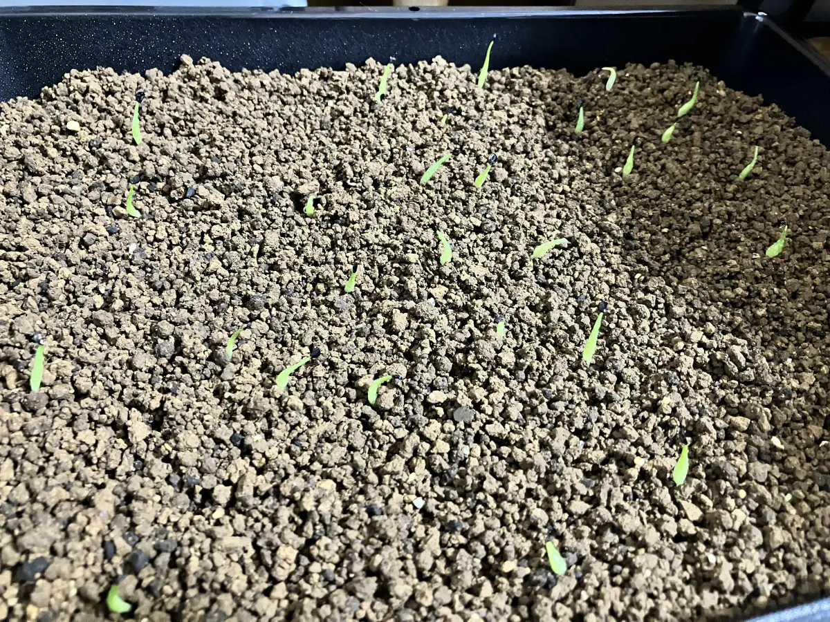 Agave titanota (アガベ チタノタ ドワーフ)