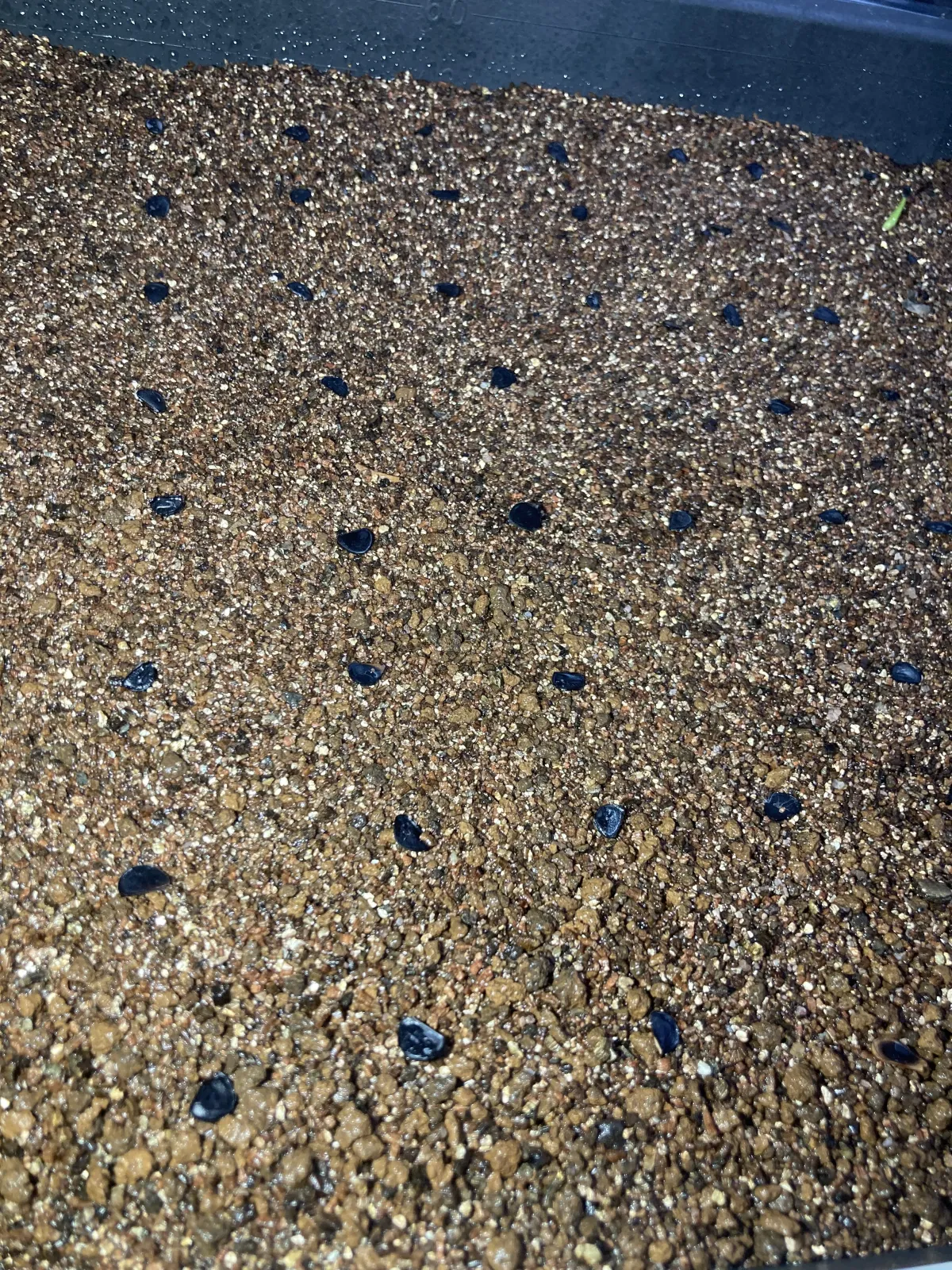 Agave nussaviorum (アガベ ナサビオラム)