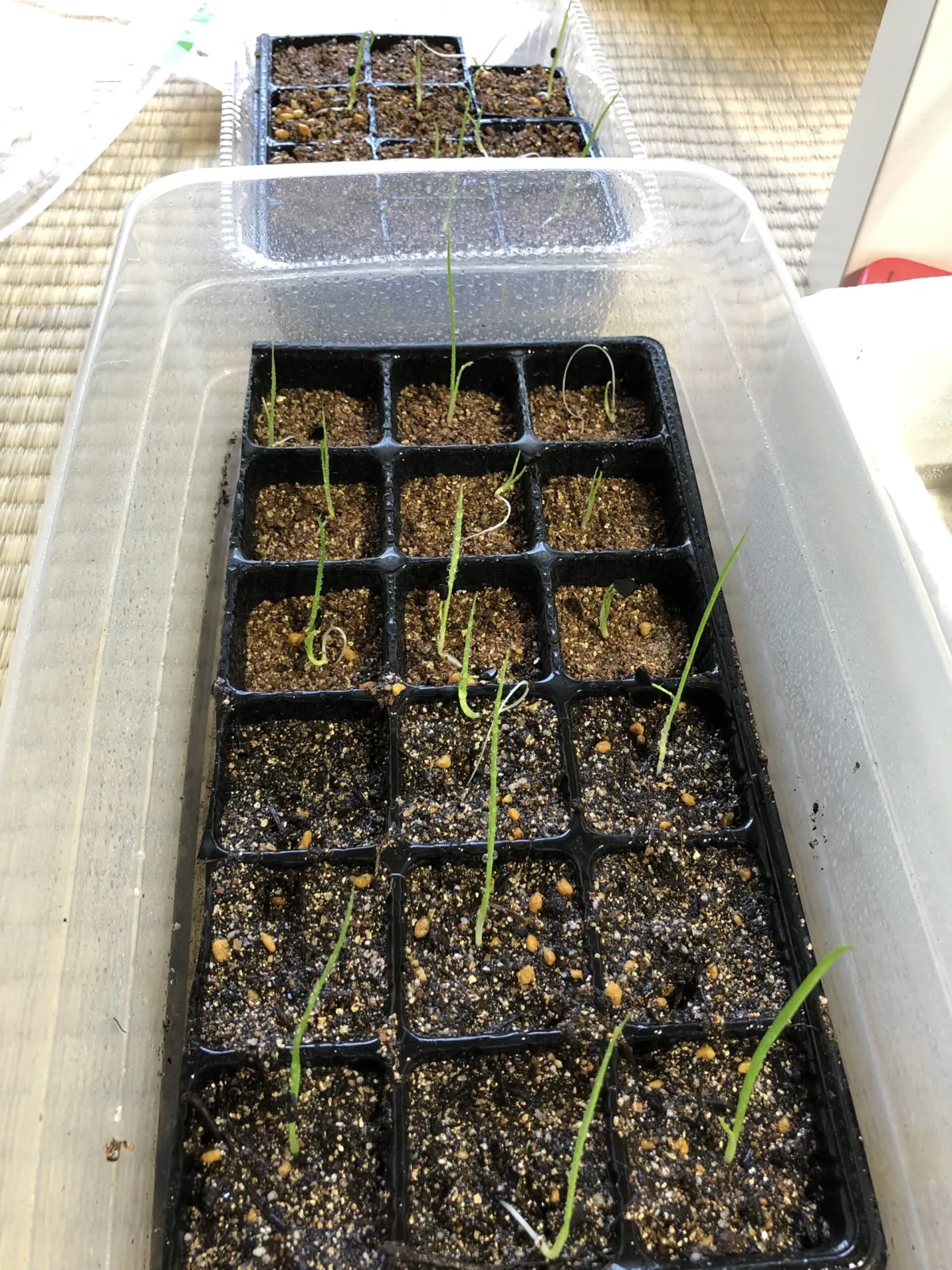 Yucca rigida (ユッカ リギダ)