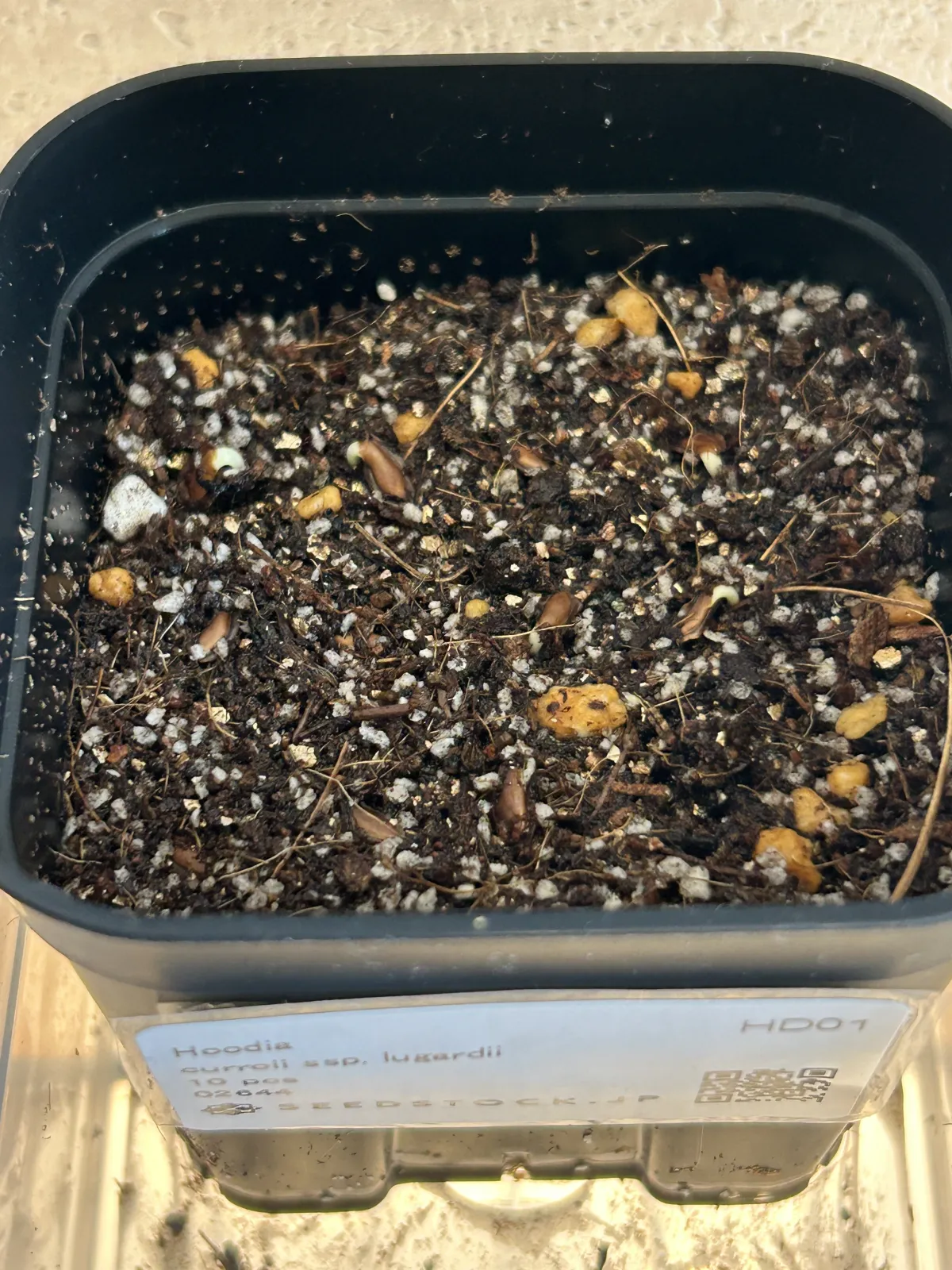 Hoodia currorii subsp. lugardii (フーディア ルガルディ)