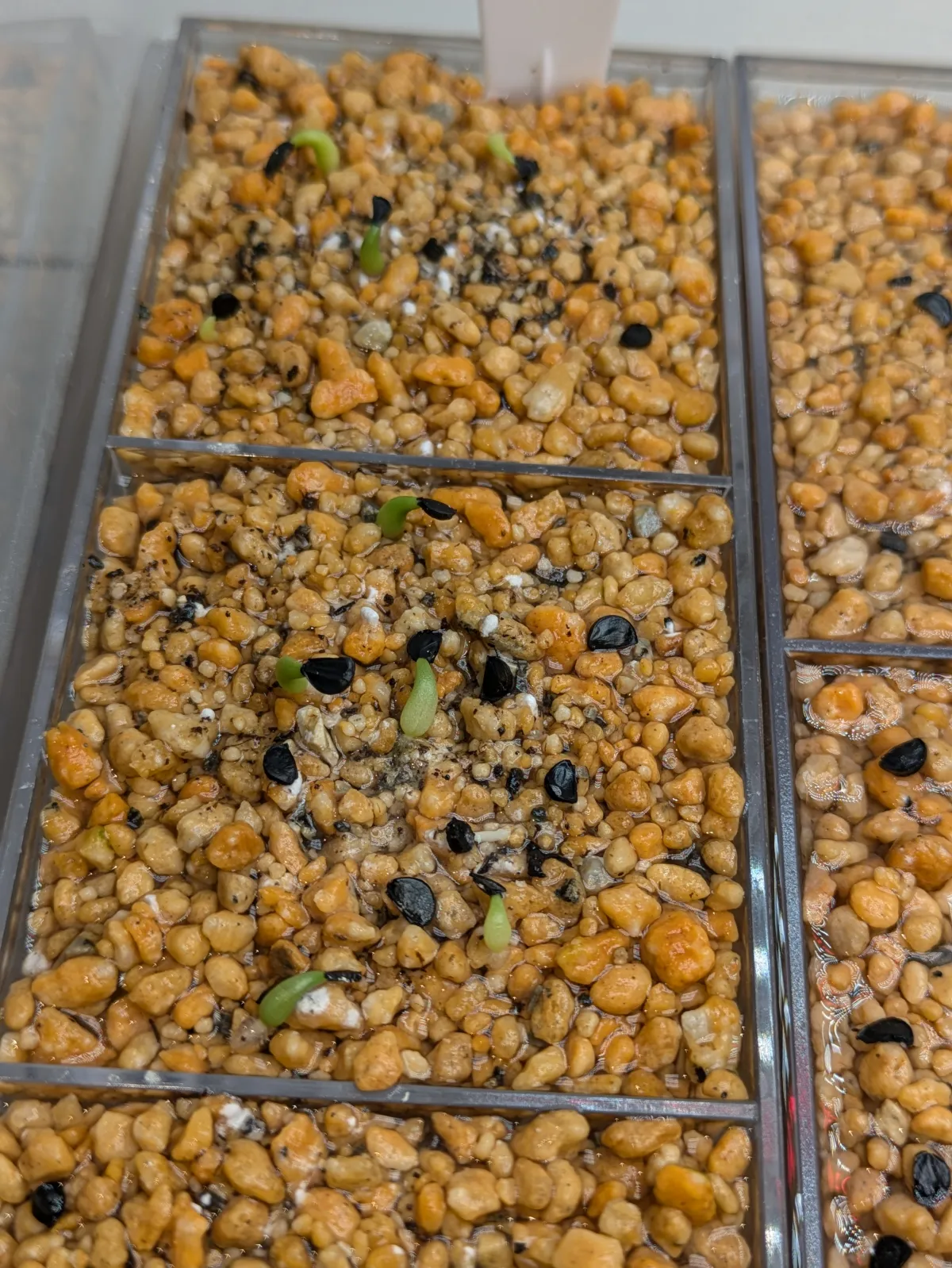 Agave oteroi (アガベ オテロイ)