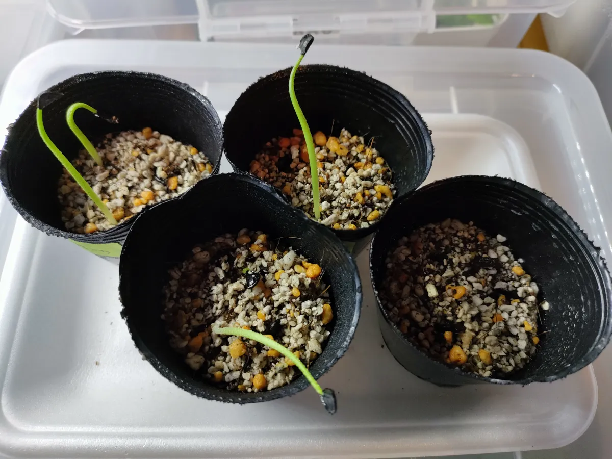 Agave macroacantha (アガベ マクロアカンサ 八荒殿)