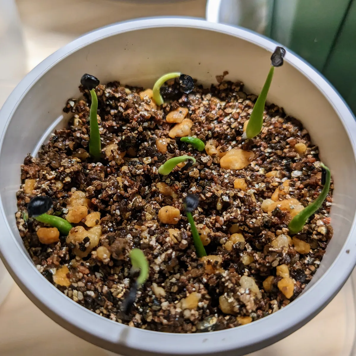 Agave utahensis ssp. utahensis (アガベ ユタエンシス)