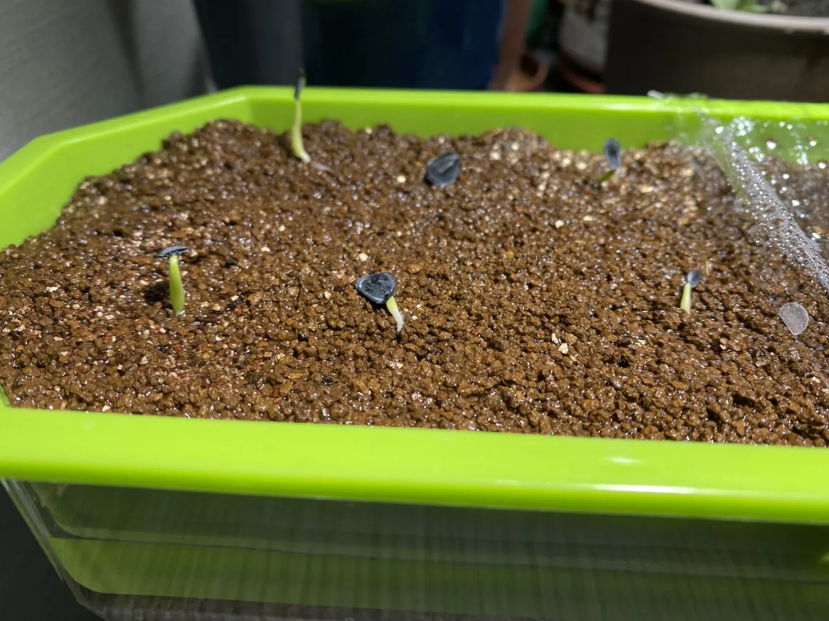 初めての実生成功